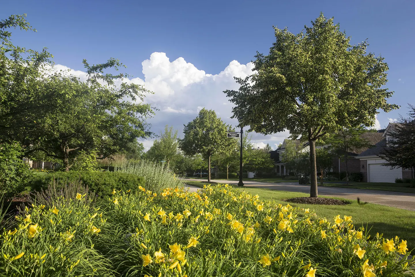 Tree-lined residential community street with manicured lawns and flowering daylilies